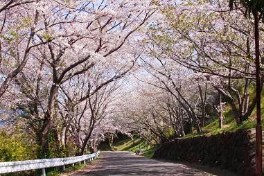 満開時の桜並木の写真