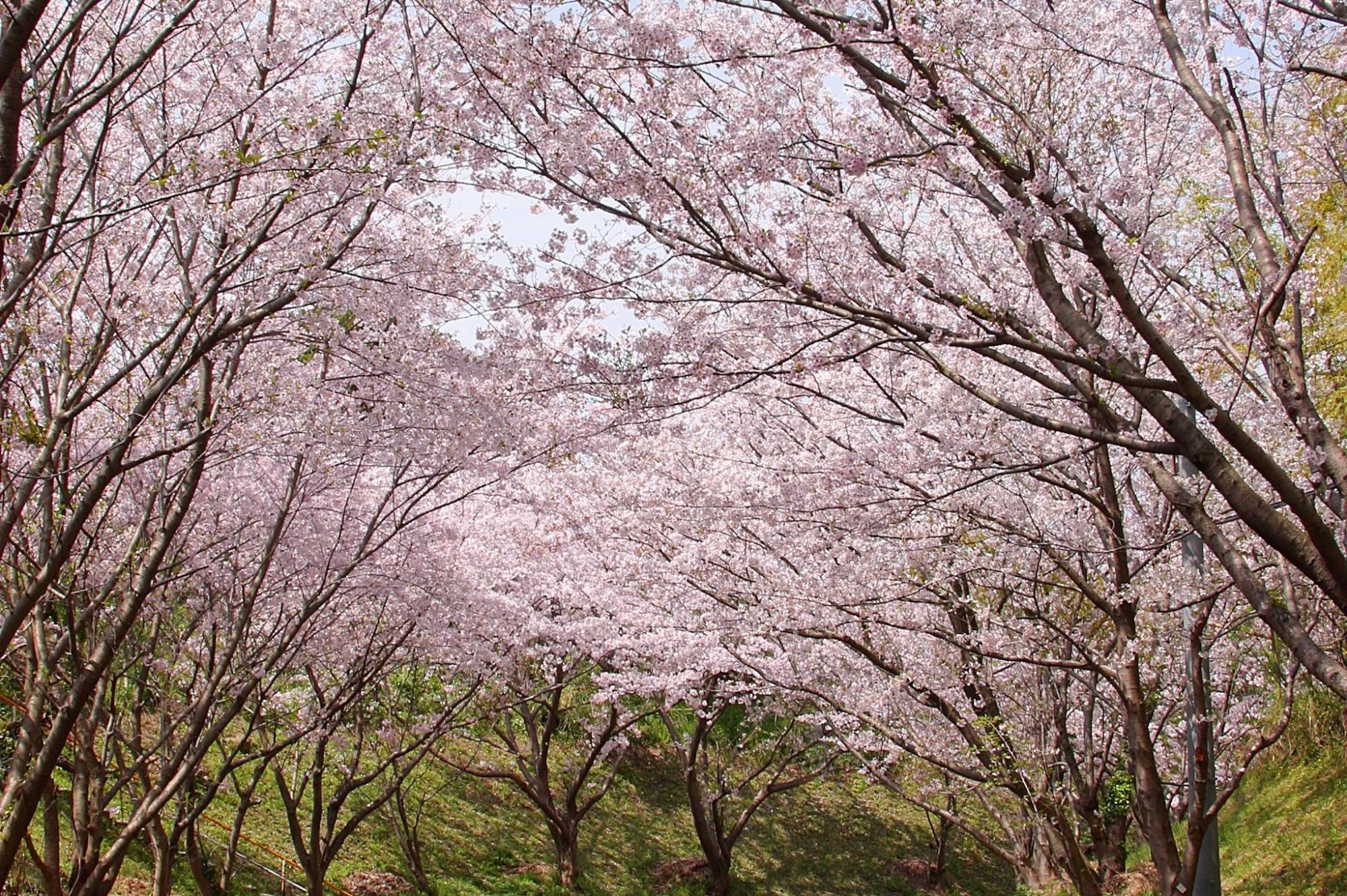 松島桜坂まつり