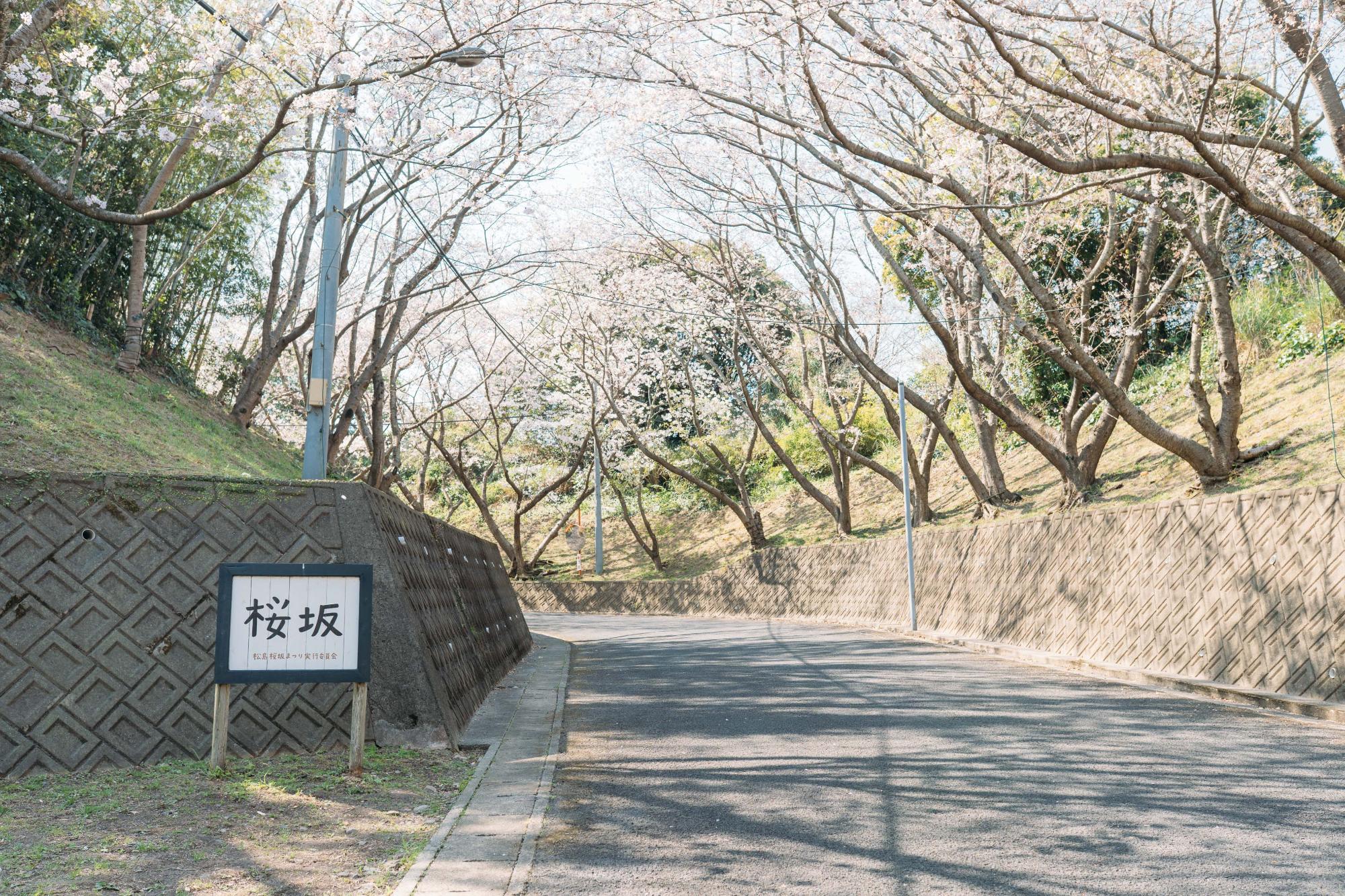 松島桜坂まつり