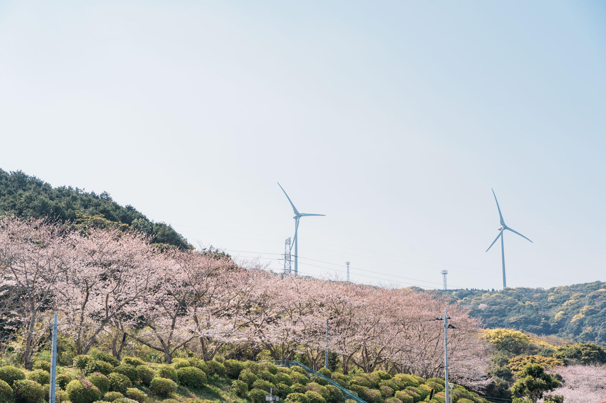 松島桜坂まつり