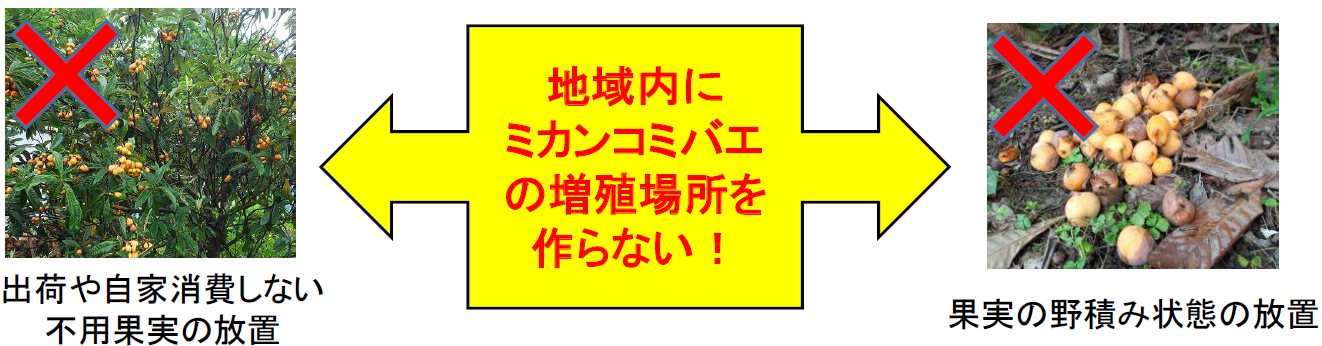 ミカンコミバエ 果実の放置注意