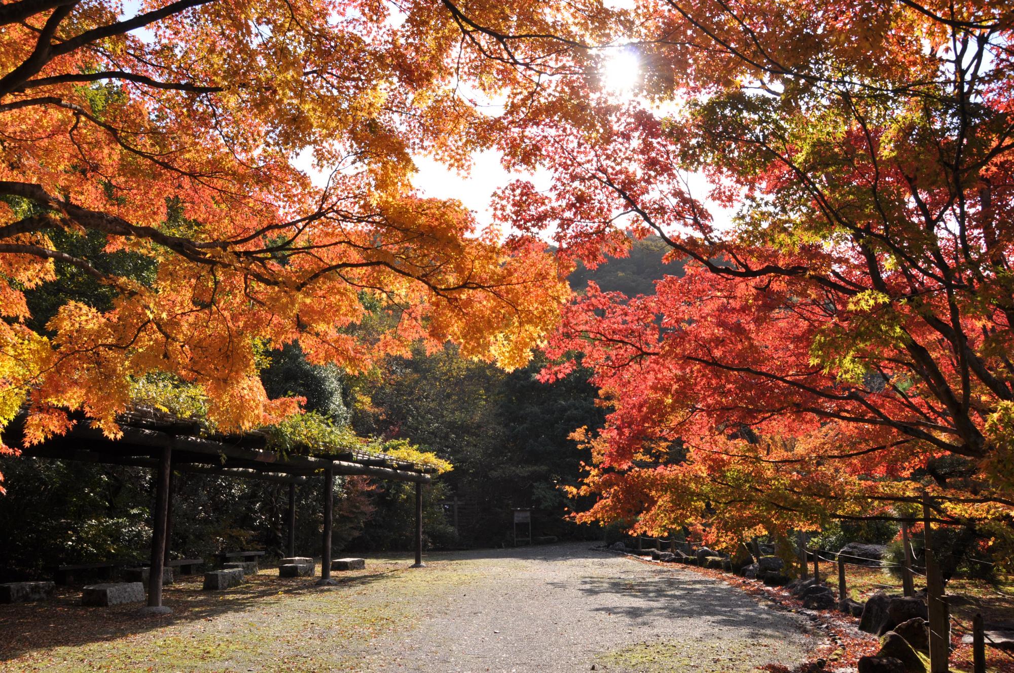 生長の家総本山