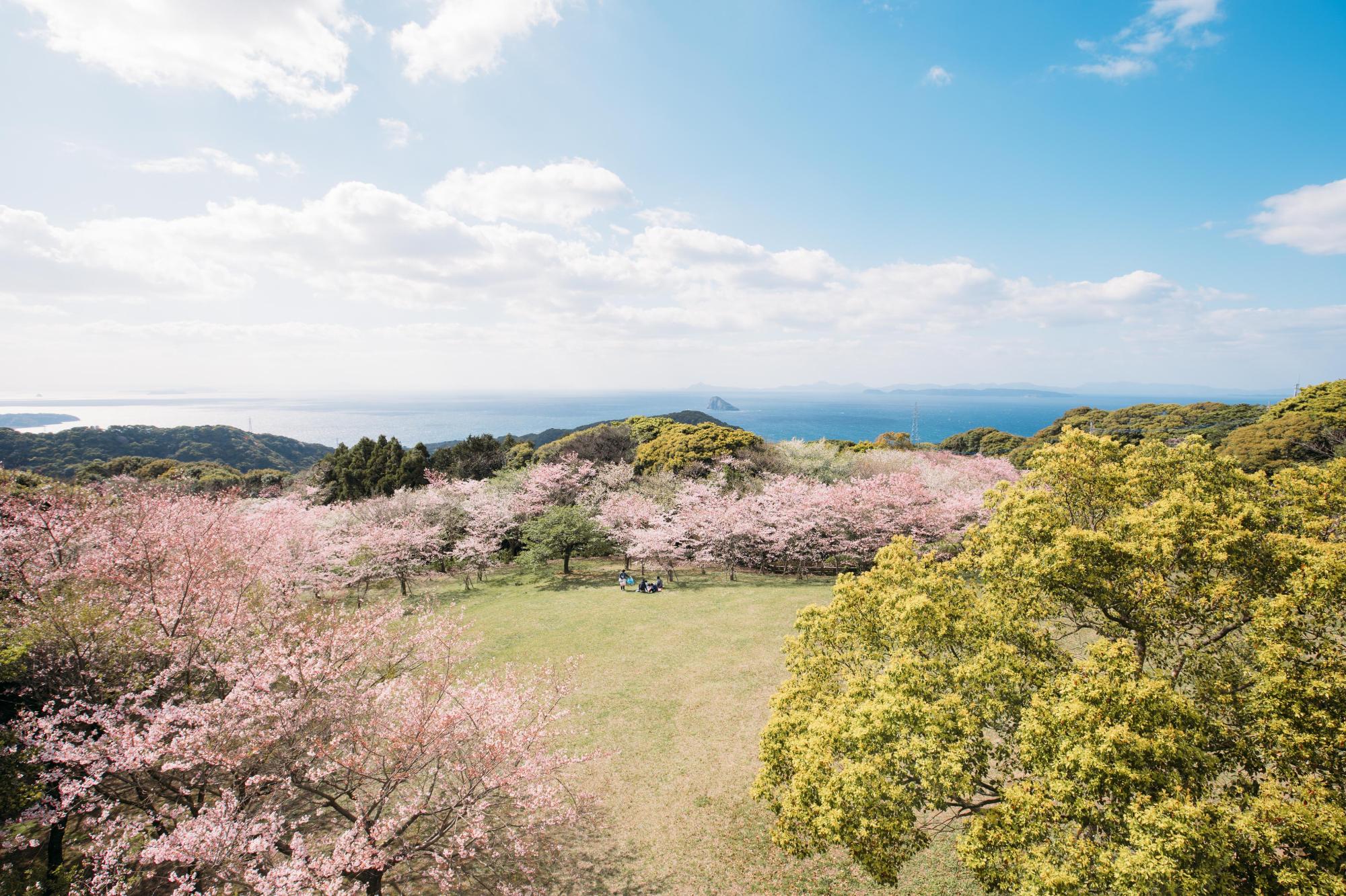 百合岳公園桜6