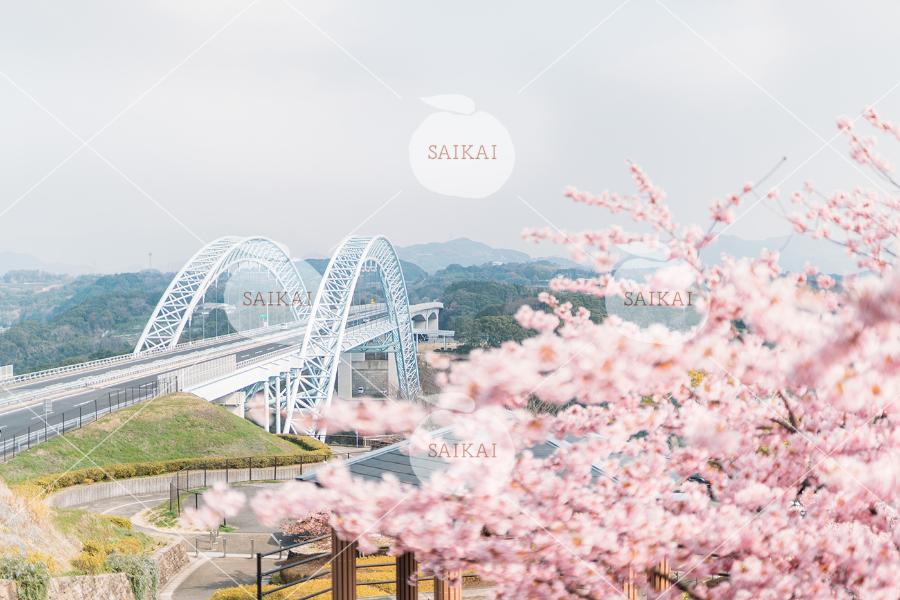 西海橋公園(河津桜)